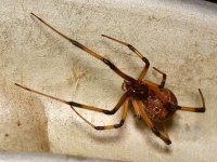 Spider.jpg