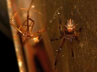 Spider5.jpg