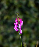 DSC_4349.jpg