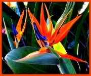 Orange and Blue Flowers.jpg
