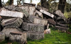 Log pile LOL.jpg