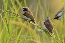 NEW_9237_webshot.jpg
