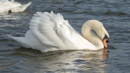 DSC_8726.jpg