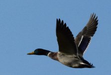 DSC_2297.jpg