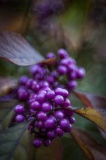 20141003-purple berries.jpg