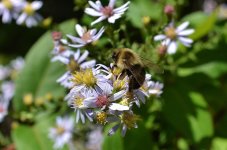 DSC_9460.jpg