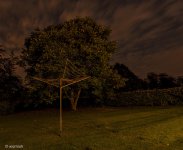 walnut tree.jpg