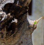 tree=green-1.jpg