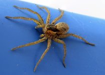 Wolf Spider.jpg