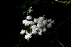 DSC_9608.jpg