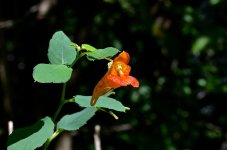DSC_9606.jpg
