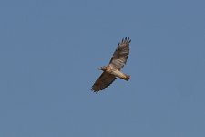 DSC_9640.JPG