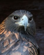 DSC_0062.jpg