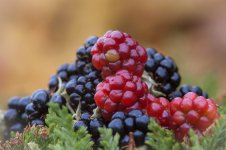20141004-berries.jpg