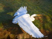 Heron12.jpg