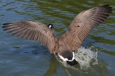 DSC_9771.jpg