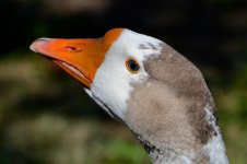 DSC_9765.jpg