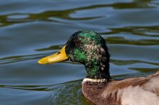 DSC_9759.jpg