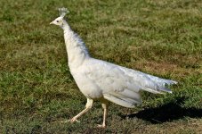 DSC_9784.jpg