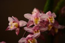 DSC_5010.jpg