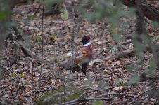 DSC_0142.jpg