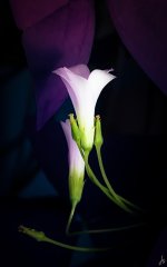 142-Edit.jpg