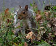 DSC_2392.jpg