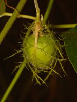 Passiflora.jpg