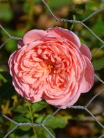Rose3.jpg