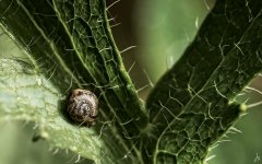 Snail.jpg