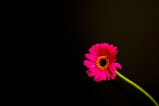 DSC_1312.jpg
