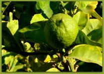Lime on a Tree.jpg