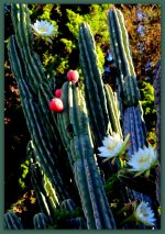 Cactus with Fruit and Flowers.jpg
