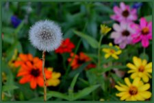 Danelion in my Garden.jpg