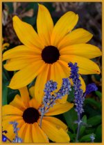 Daisy in my Garden.jpg