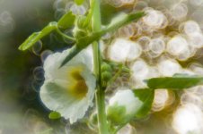 20141006-bokeh.jpg