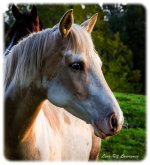 Yellow Horse LOL.jpg
