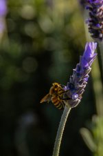DSC_4477.jpg
