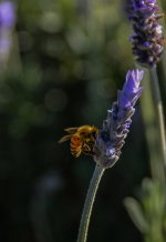 DSC_4479.jpg