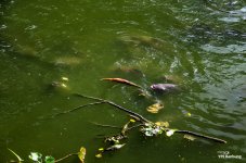 fish-pond-1.jpg