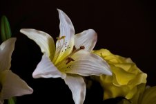 DSC_2607.jpg