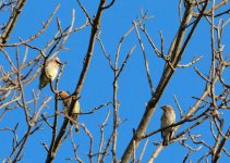 DSC_2452.jpg