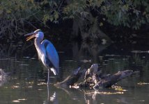 DSC_2467.jpg