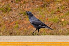 DSC_9917.jpg