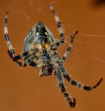 DSC_0025.jpg