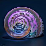 fibonacci.jpg