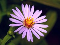 Aster.jpg