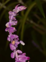 SalviaLeucantha.jpg