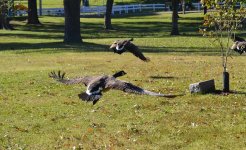 DSC_0075.jpg