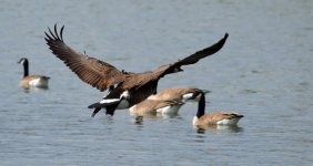 DSC_0172.jpg